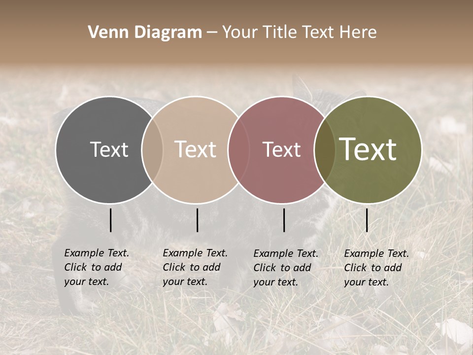 A Cat Standing In A Field Of Grass PowerPoint Template