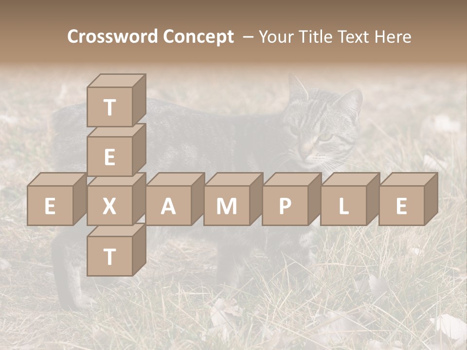 A Cat Standing In A Field Of Grass PowerPoint Template