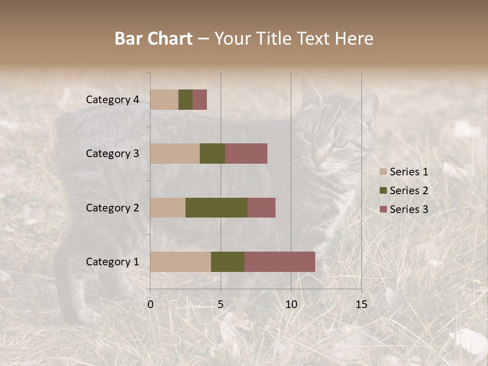 A Cat Standing In A Field Of Grass PowerPoint Template