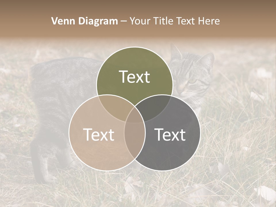 A Cat Standing In A Field Of Grass PowerPoint Template