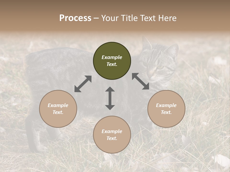 A Cat Standing In A Field Of Grass PowerPoint Template