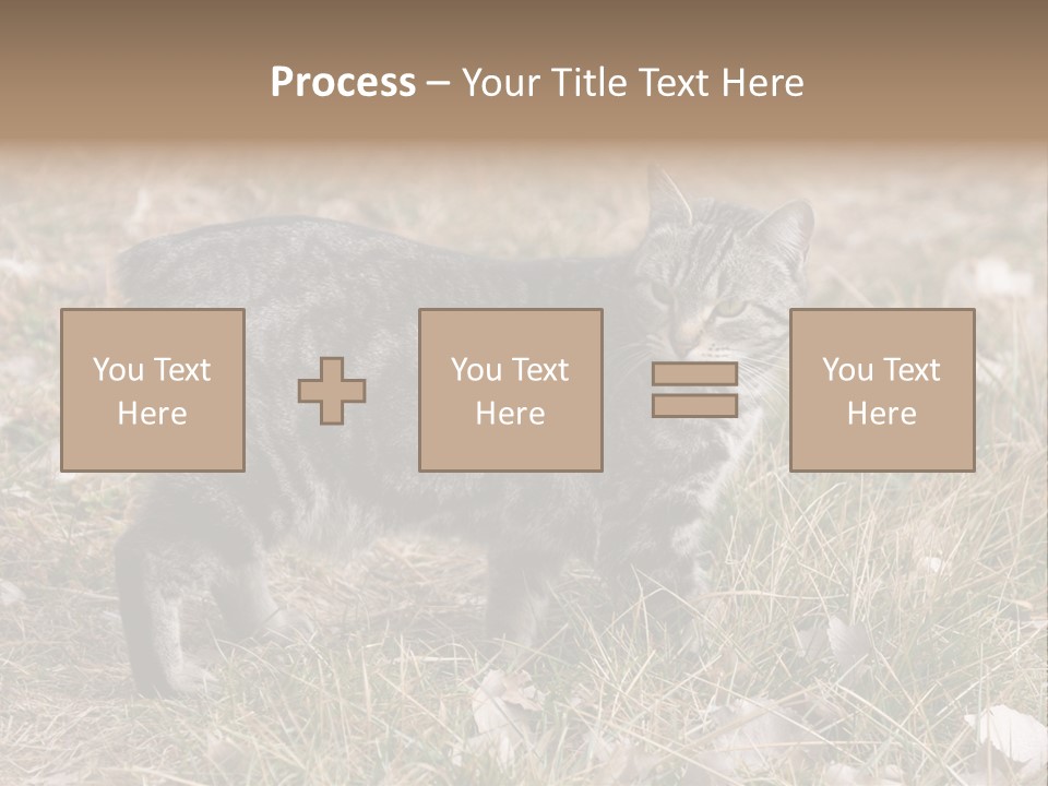 A Cat Standing In A Field Of Grass PowerPoint Template