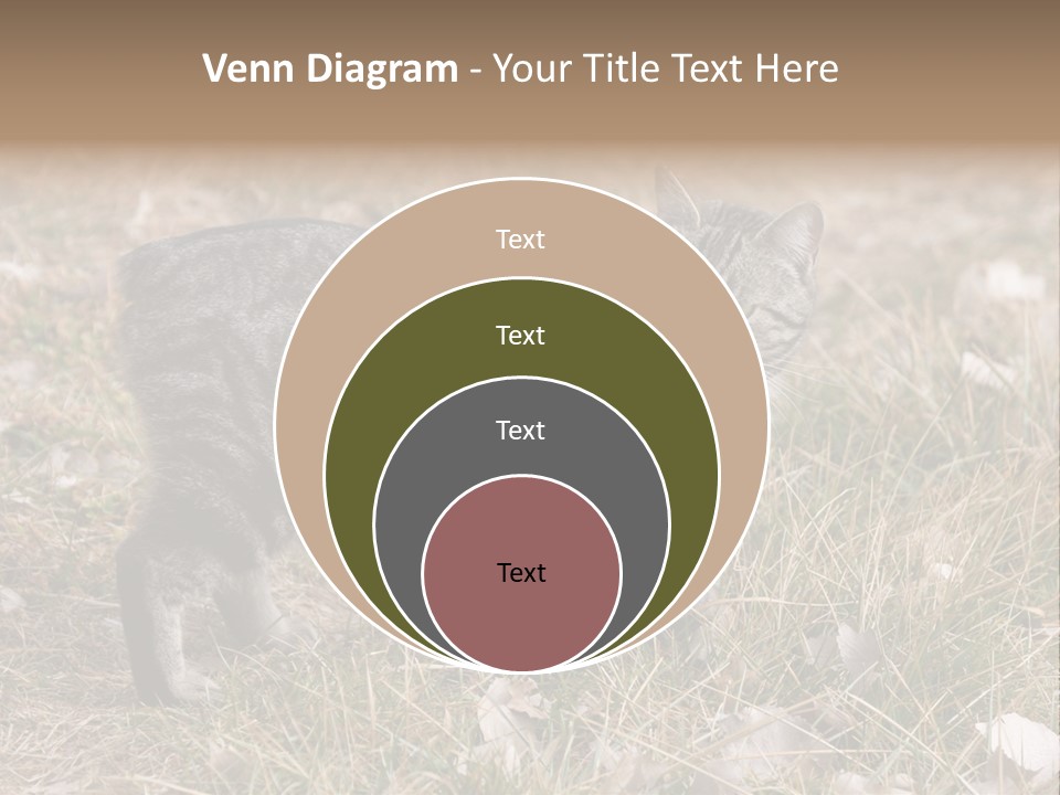 A Cat Standing In A Field Of Grass PowerPoint Template