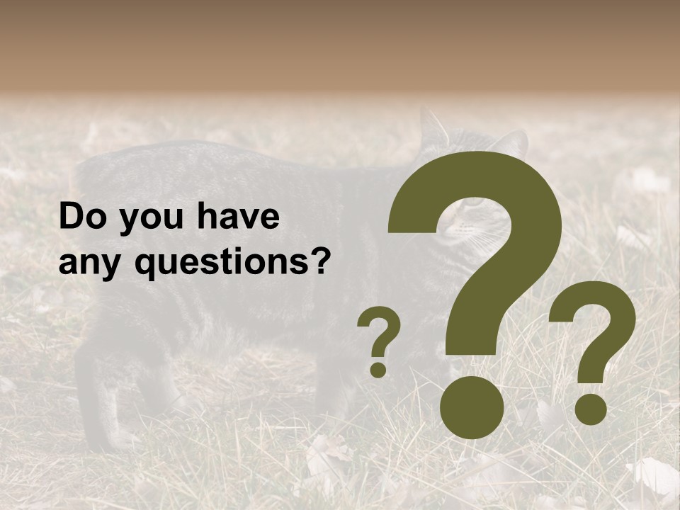 A Cat Standing In A Field Of Grass PowerPoint Template
