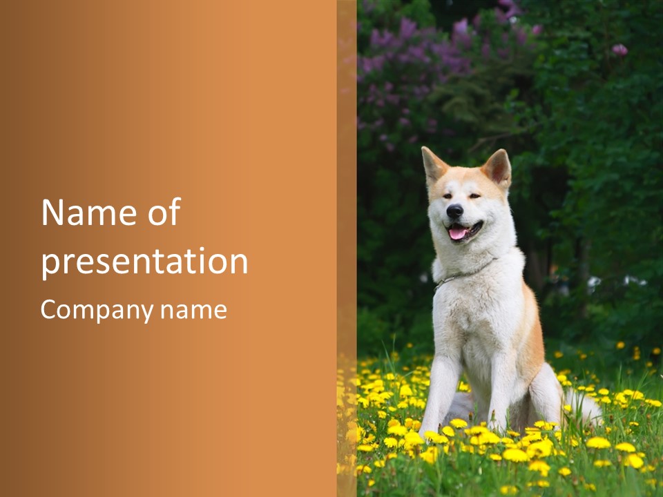 A White And Brown Dog Sitting In A Field Of Flowers PowerPoint Template