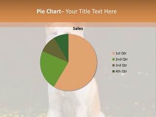 A White And Brown Dog Sitting In A Field Of Flowers PowerPoint Template