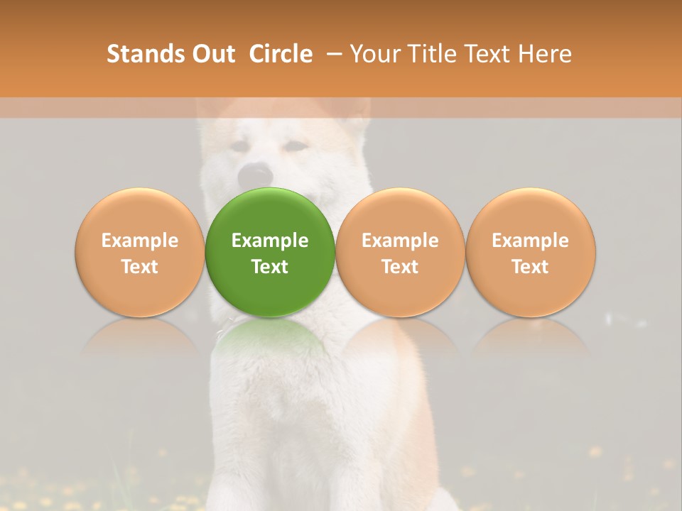 A White And Brown Dog Sitting In A Field Of Flowers PowerPoint Template