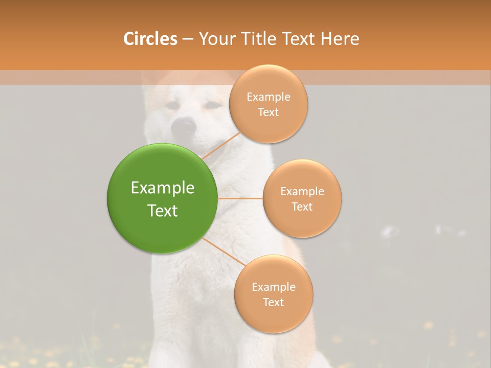 A White And Brown Dog Sitting In A Field Of Flowers PowerPoint Template