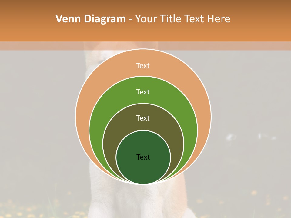 A White And Brown Dog Sitting In A Field Of Flowers PowerPoint Template