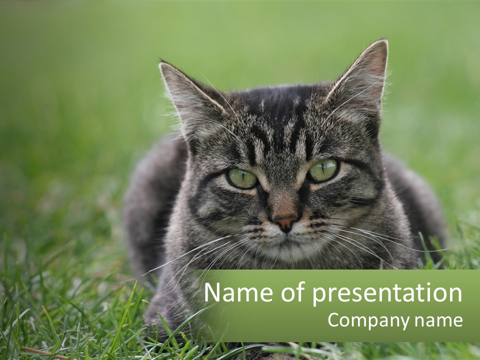 A Cat Laying In The Grass Looking At The Camera PowerPoint Template