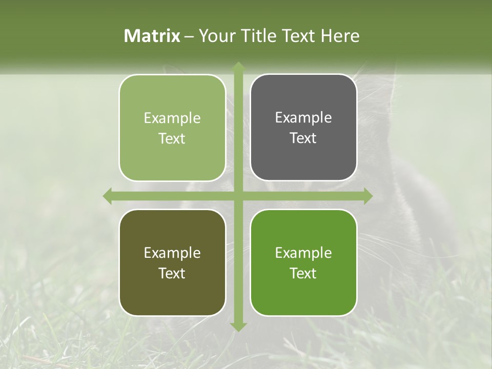 A Cat Laying In The Grass Looking At The Camera PowerPoint Template