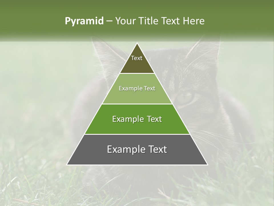 A Cat Laying In The Grass Looking At The Camera PowerPoint Template