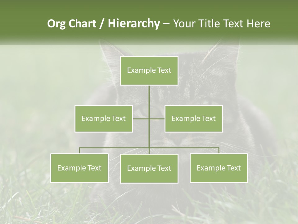 A Cat Laying In The Grass Looking At The Camera PowerPoint Template