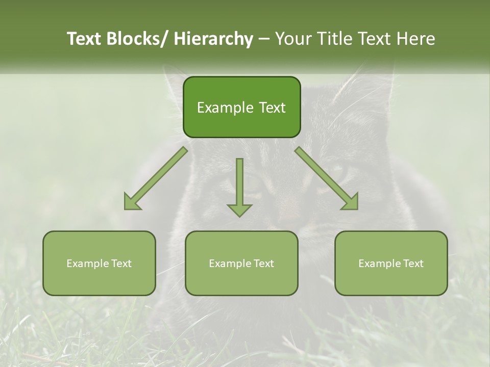 A Cat Laying In The Grass Looking At The Camera PowerPoint Template