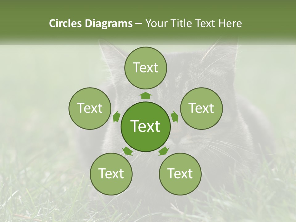 A Cat Laying In The Grass Looking At The Camera PowerPoint Template