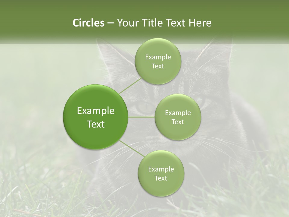 A Cat Laying In The Grass Looking At The Camera PowerPoint Template