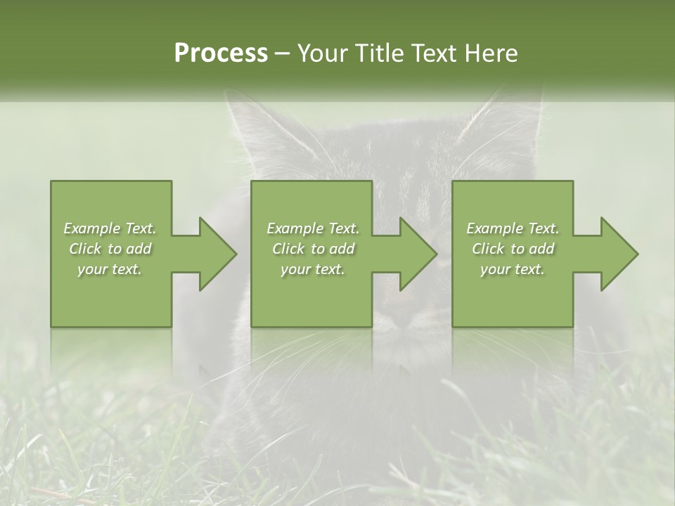 A Cat Laying In The Grass Looking At The Camera PowerPoint Template