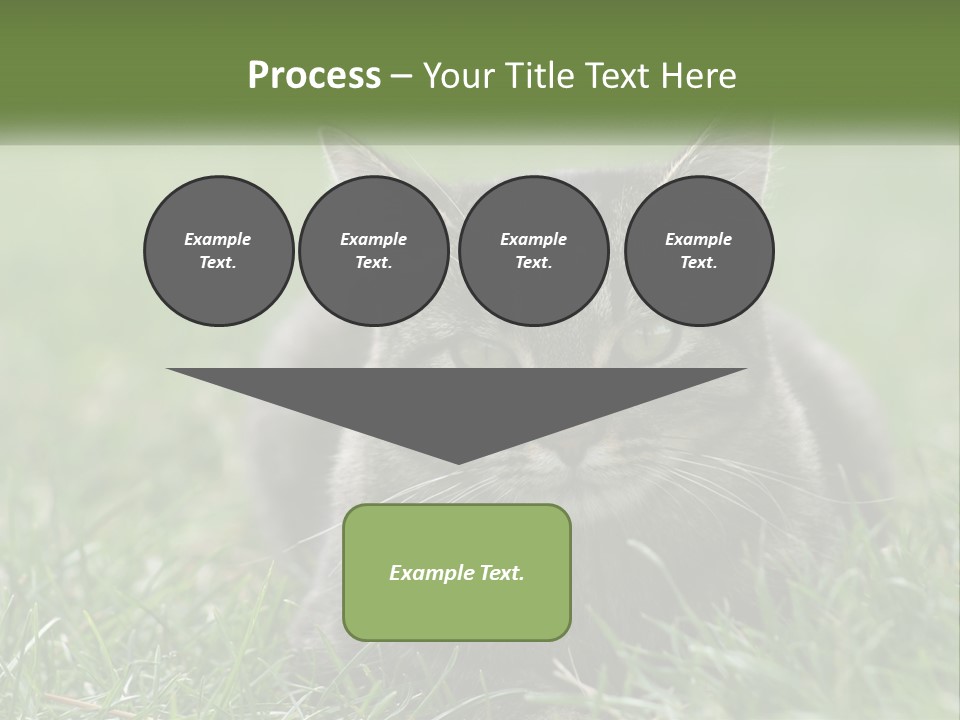 A Cat Laying In The Grass Looking At The Camera PowerPoint Template