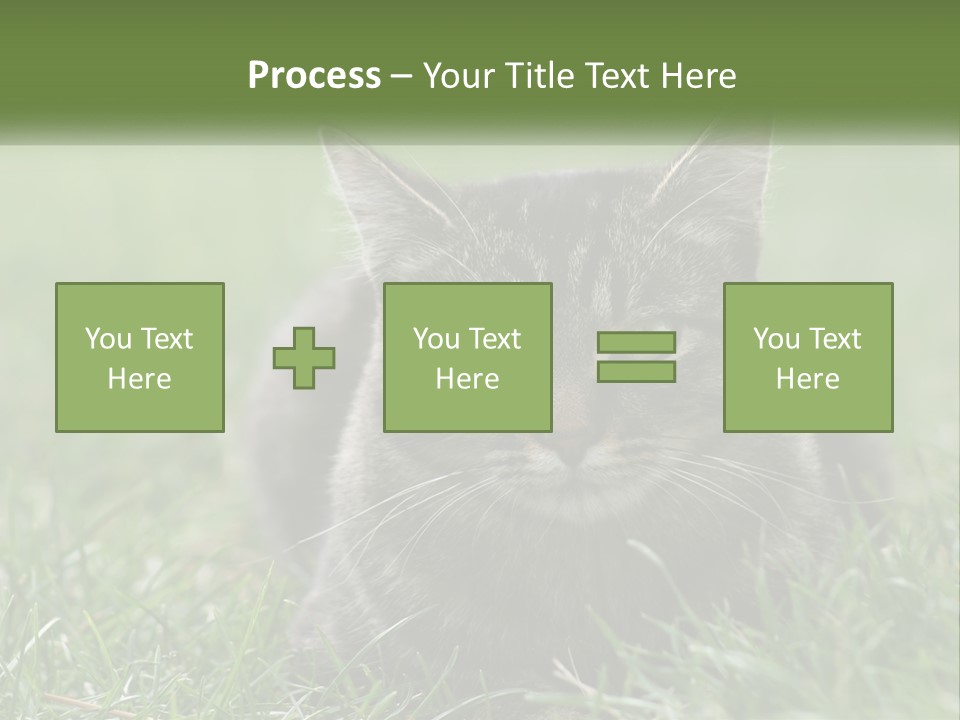 A Cat Laying In The Grass Looking At The Camera PowerPoint Template