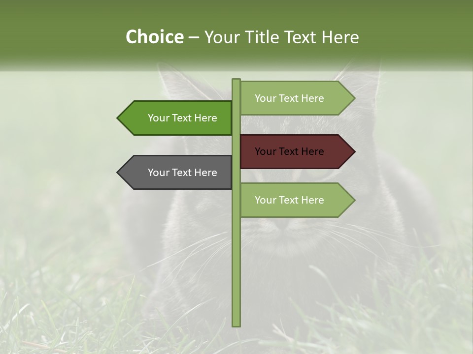 A Cat Laying In The Grass Looking At The Camera PowerPoint Template