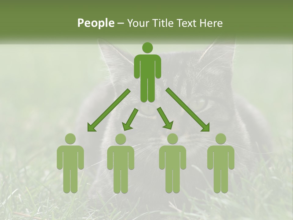 A Cat Laying In The Grass Looking At The Camera PowerPoint Template