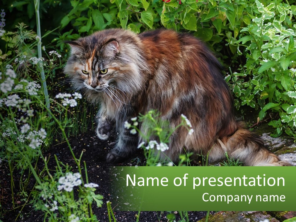 A Cat Is Standing In The Middle Of A Garden PowerPoint Template