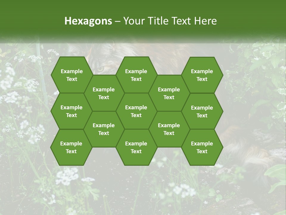 A Cat Is Standing In The Middle Of A Garden PowerPoint Template