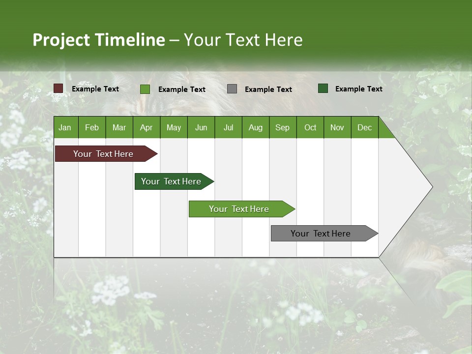 A Cat Is Standing In The Middle Of A Garden PowerPoint Template