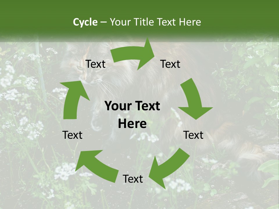 A Cat Is Standing In The Middle Of A Garden PowerPoint Template