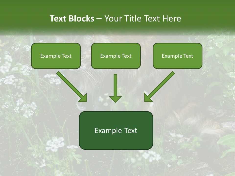 A Cat Is Standing In The Middle Of A Garden PowerPoint Template