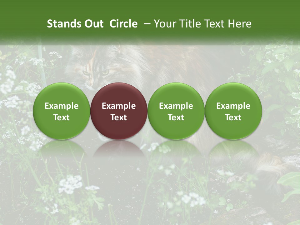 A Cat Is Standing In The Middle Of A Garden PowerPoint Template