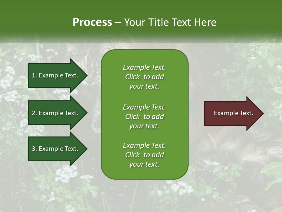 A Cat Is Standing In The Middle Of A Garden PowerPoint Template