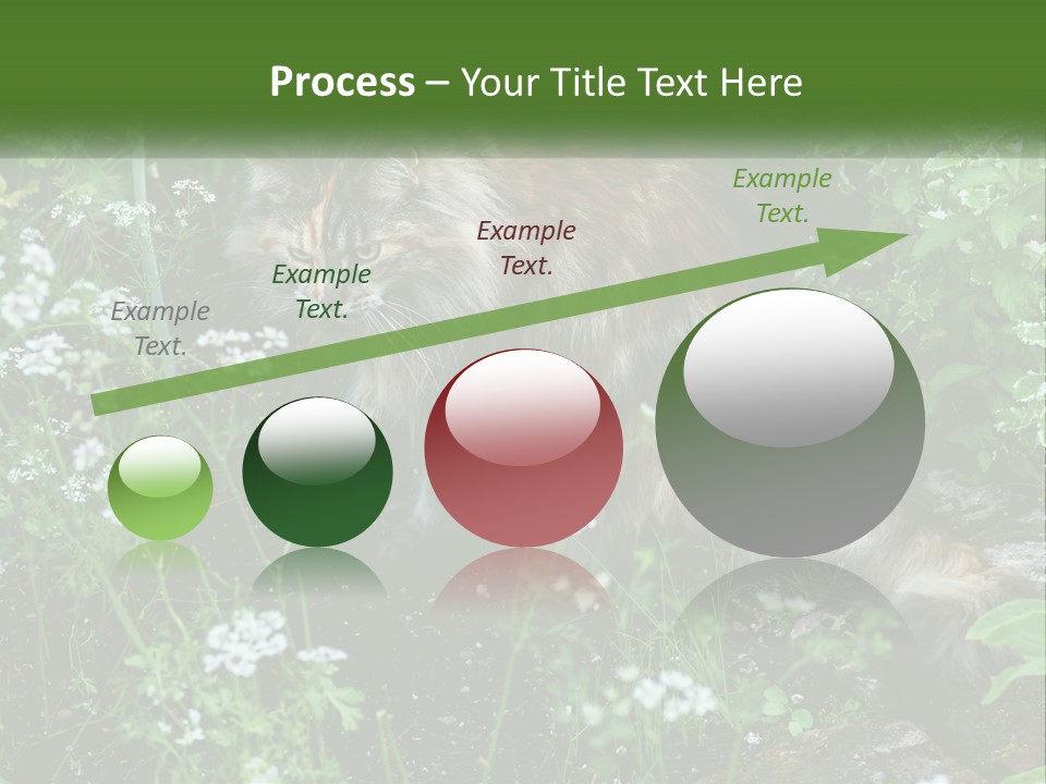 A Cat Is Standing In The Middle Of A Garden PowerPoint Template