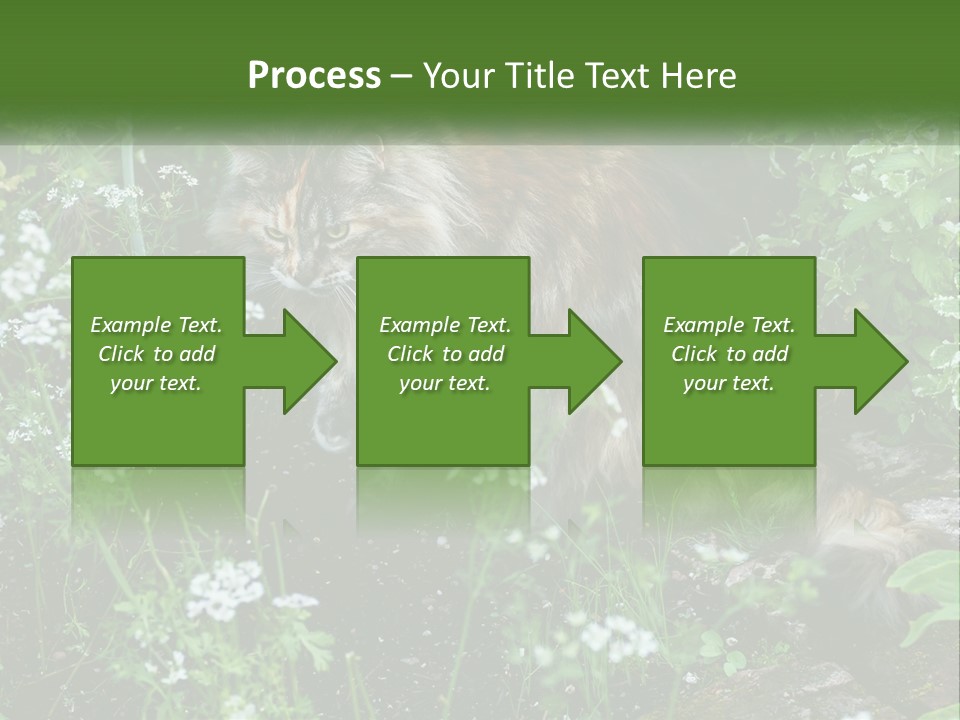 A Cat Is Standing In The Middle Of A Garden PowerPoint Template