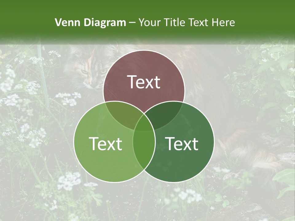 A Cat Is Standing In The Middle Of A Garden PowerPoint Template