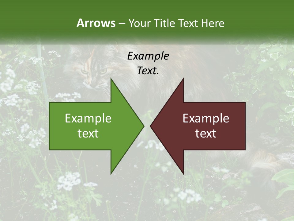 A Cat Is Standing In The Middle Of A Garden PowerPoint Template