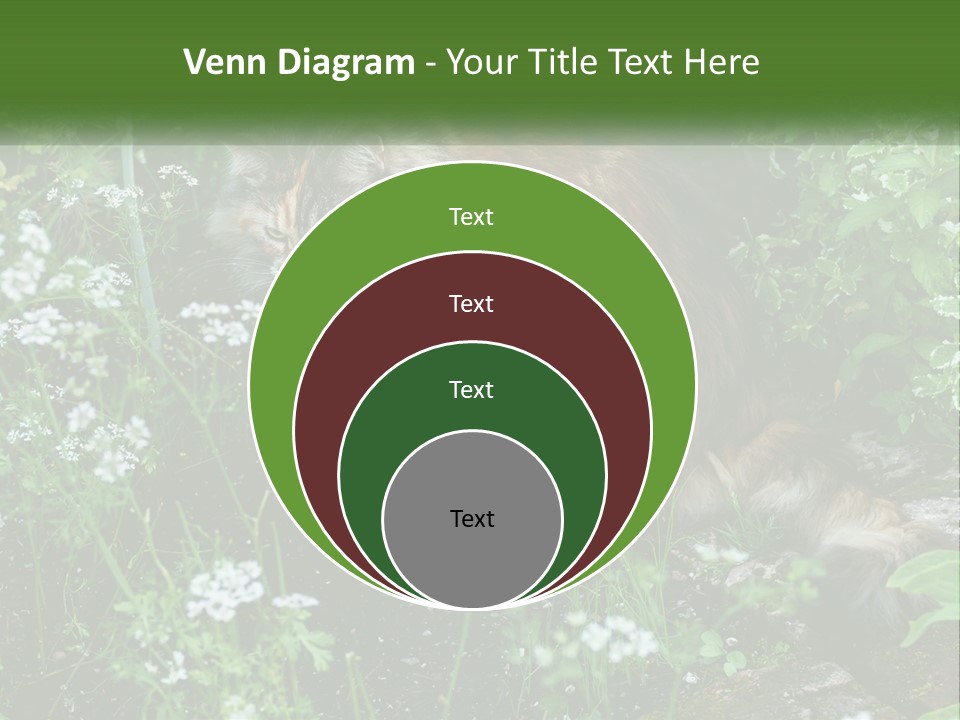 A Cat Is Standing In The Middle Of A Garden PowerPoint Template