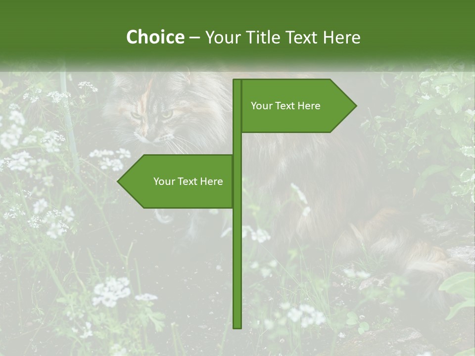 A Cat Is Standing In The Middle Of A Garden PowerPoint Template