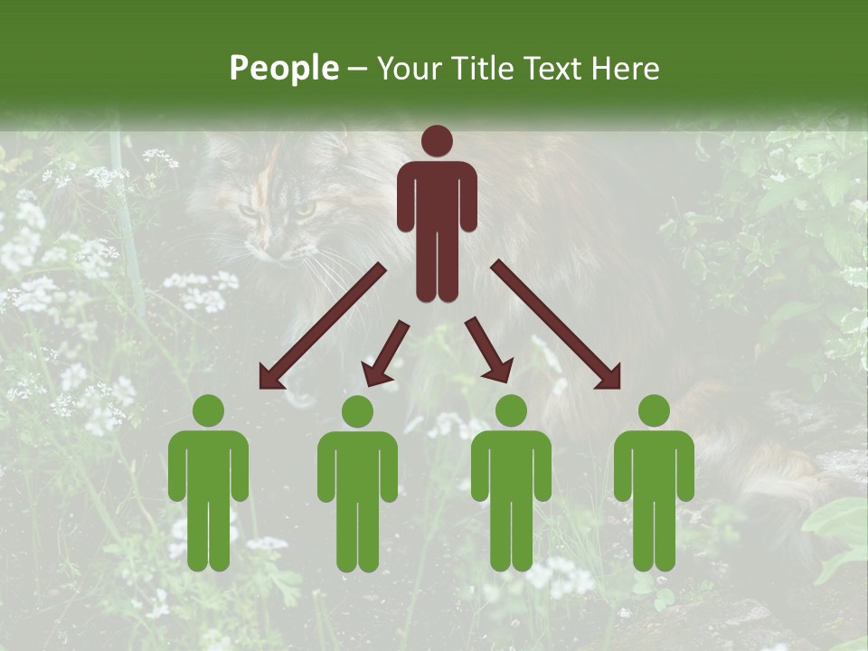 A Cat Is Standing In The Middle Of A Garden PowerPoint Template