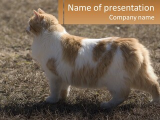 A Brown And White Cat Standing On Top Of A Dry Grass Field PowerPoint Template