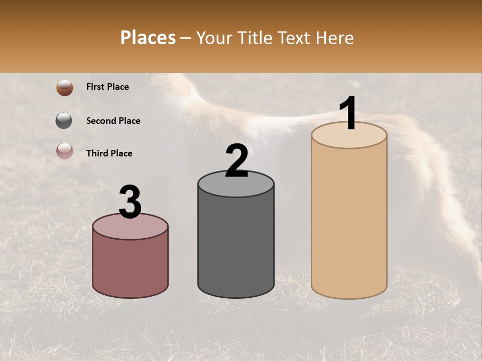 A Brown And White Cat Standing On Top Of A Dry Grass Field PowerPoint Template