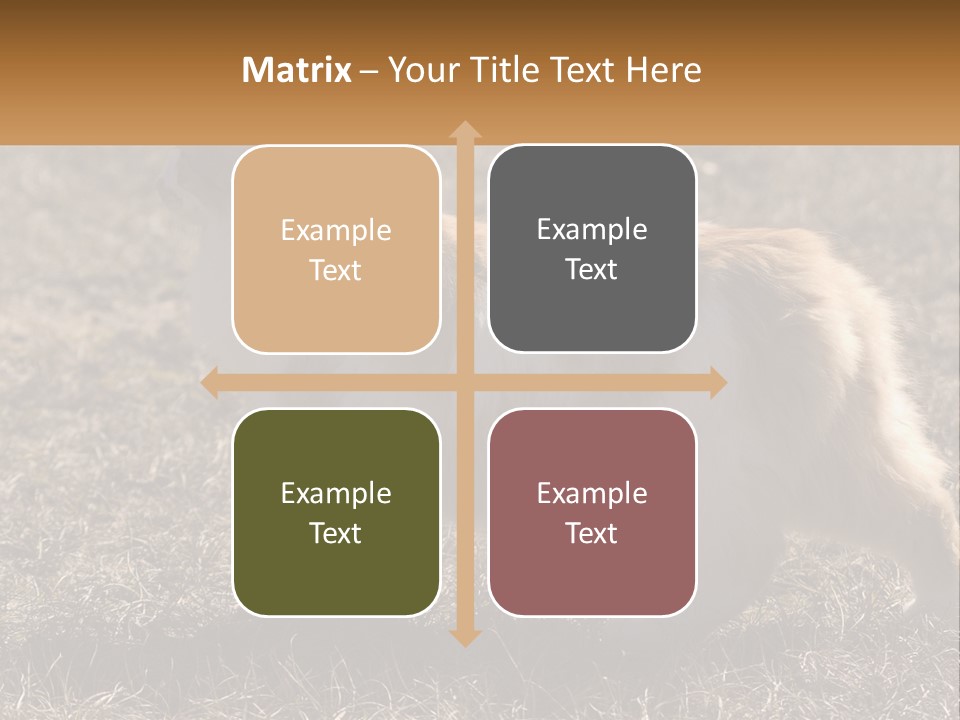 A Brown And White Cat Standing On Top Of A Dry Grass Field PowerPoint Template