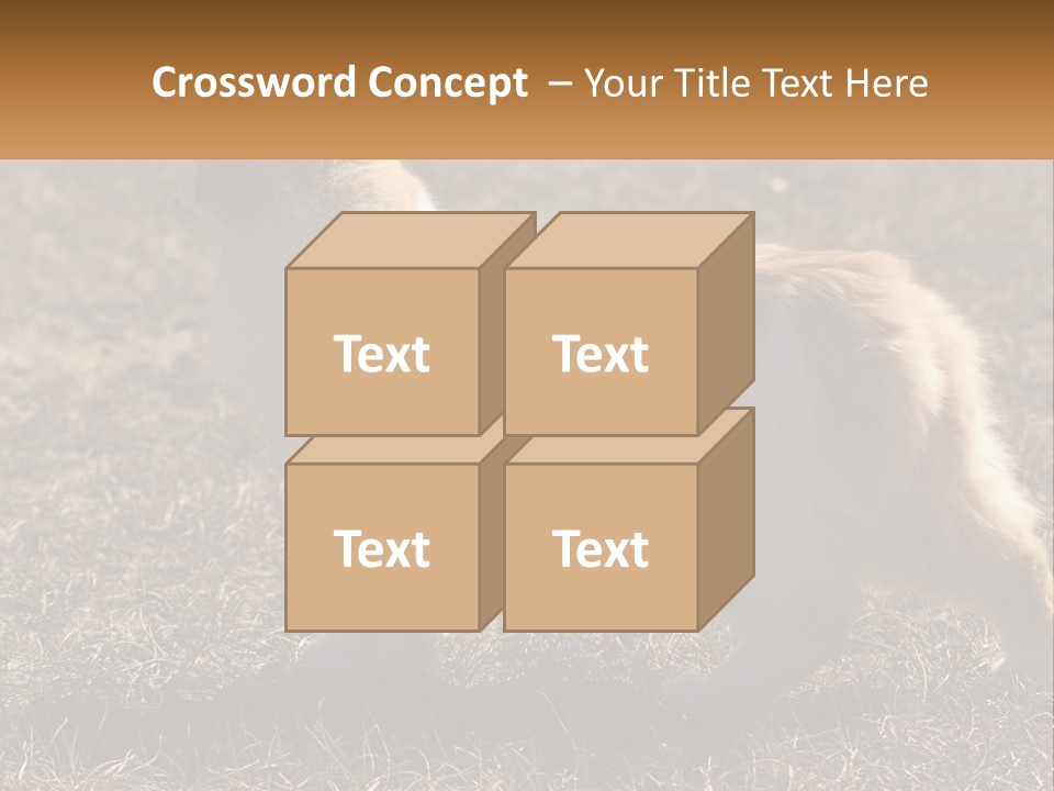 A Brown And White Cat Standing On Top Of A Dry Grass Field PowerPoint Template