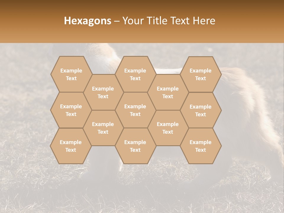 A Brown And White Cat Standing On Top Of A Dry Grass Field PowerPoint Template