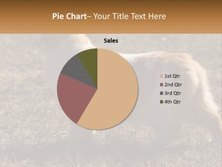 A Brown And White Cat Standing On Top Of A Dry Grass Field PowerPoint Template