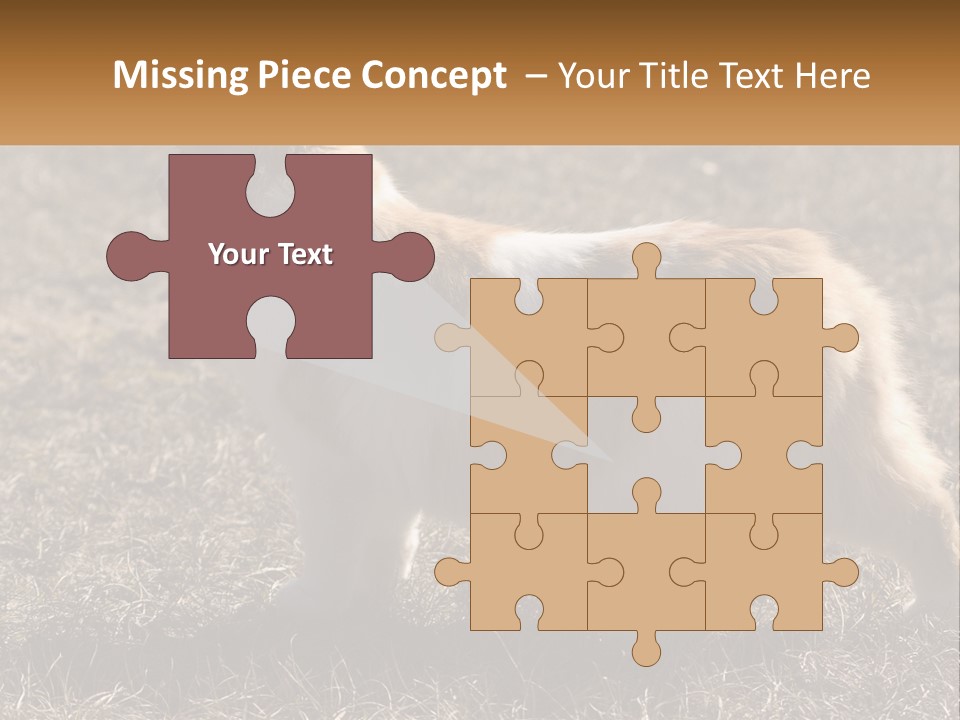 A Brown And White Cat Standing On Top Of A Dry Grass Field PowerPoint Template