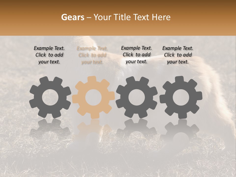 A Brown And White Cat Standing On Top Of A Dry Grass Field PowerPoint Template