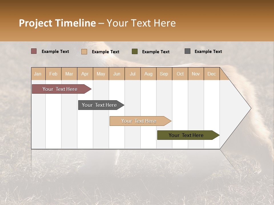 A Brown And White Cat Standing On Top Of A Dry Grass Field PowerPoint Template
