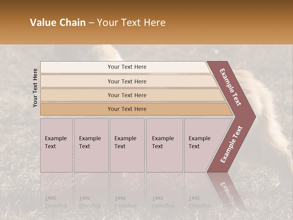 A Brown And White Cat Standing On Top Of A Dry Grass Field PowerPoint Template