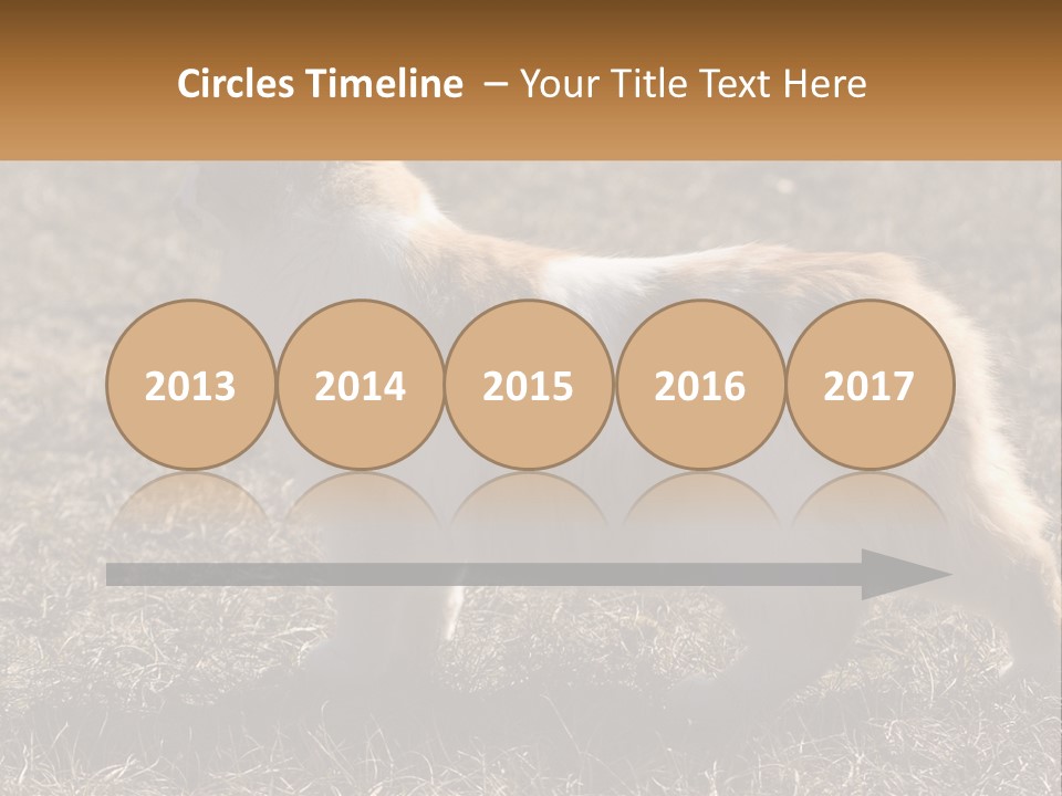 A Brown And White Cat Standing On Top Of A Dry Grass Field PowerPoint Template